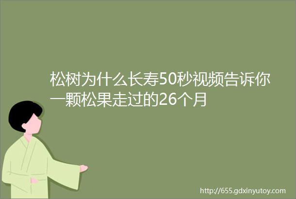 松树为什么长寿50秒视频告诉你一颗松果走过的26个月